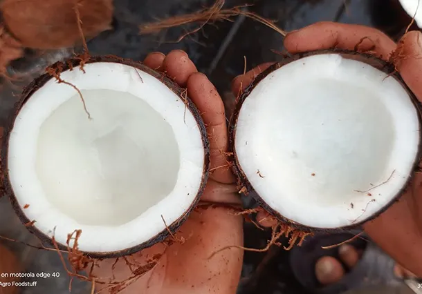 01 product-coconut-organic
